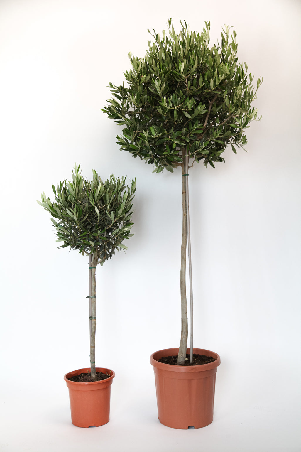 products/oLIVEX2_1468c05d-8771-4bd6-b955-6520c4a5b308.jpg